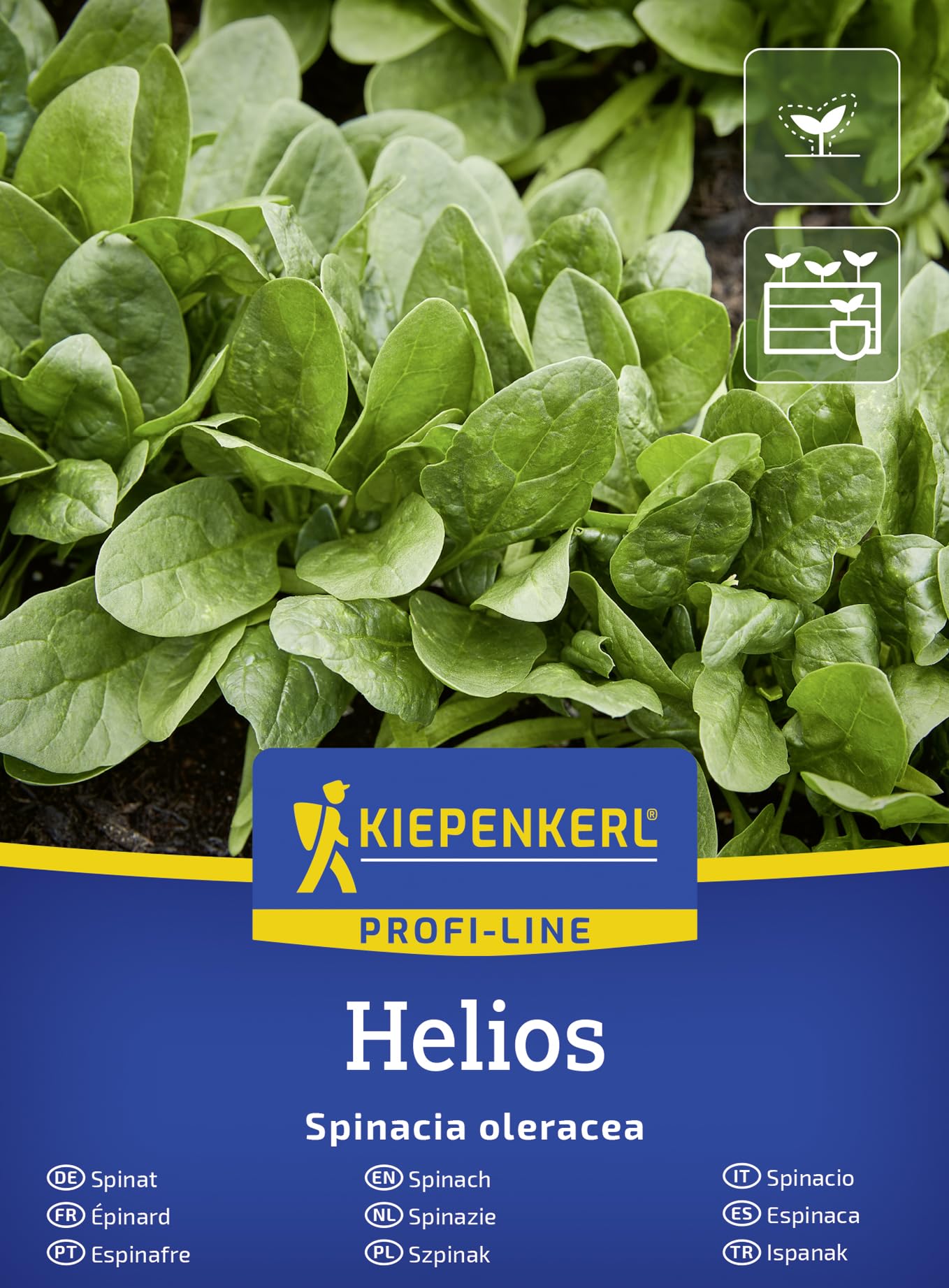 kiepenkerl-spinatsamen-helios-f1-gem-sesaat-schossfest-mehltauresistent image 1