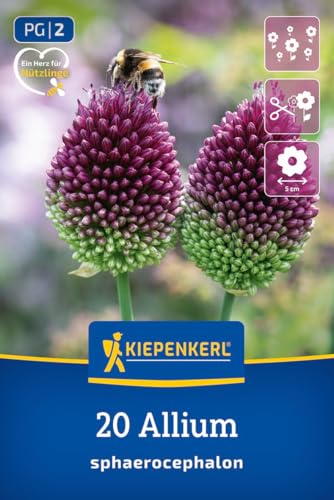 kiepenkerl-zierlauch-allium-sphaerocephalon-blumenzwiebeln-dunkelviolett-60-cm-w image 8
