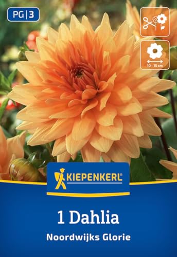 kiepenkerl-dekorative-dahlie-noordwijks-glorie-blumenzwiebeln-zartorange-10-15-c image 7
