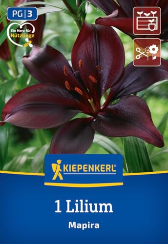 kiepenkerl-asiatische-lilie-mapira-blumenzwiebeln-dunkelviolett-150-cm image 7