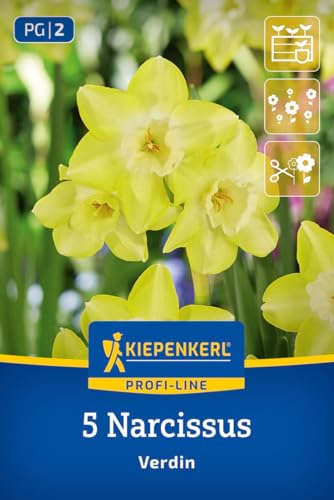 kiepenkerl-profi-line-jonquilla-narzisse-verdin-blumenzwiebeln-45-cm-duftend-gel image 7