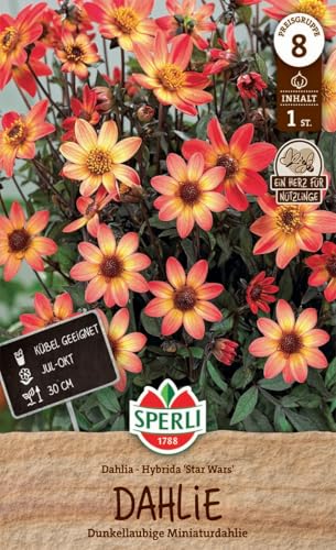 sperli-dahlie-star-wars-blumenzwiebeln-miniaturdahlie-30-cm-rot-orange image 3