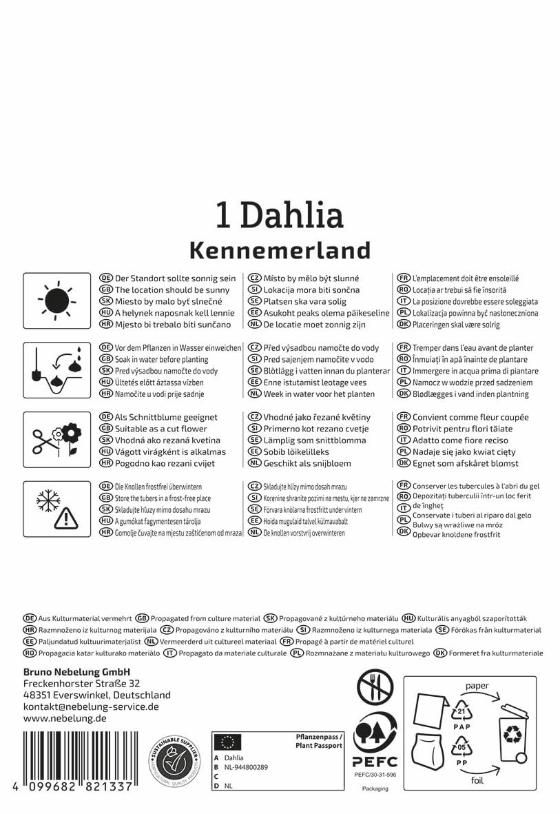kiepenkerl-kaktus-dahlie-kennemerland-blumenzwiebeln-dahlienknollen-gelb image 2