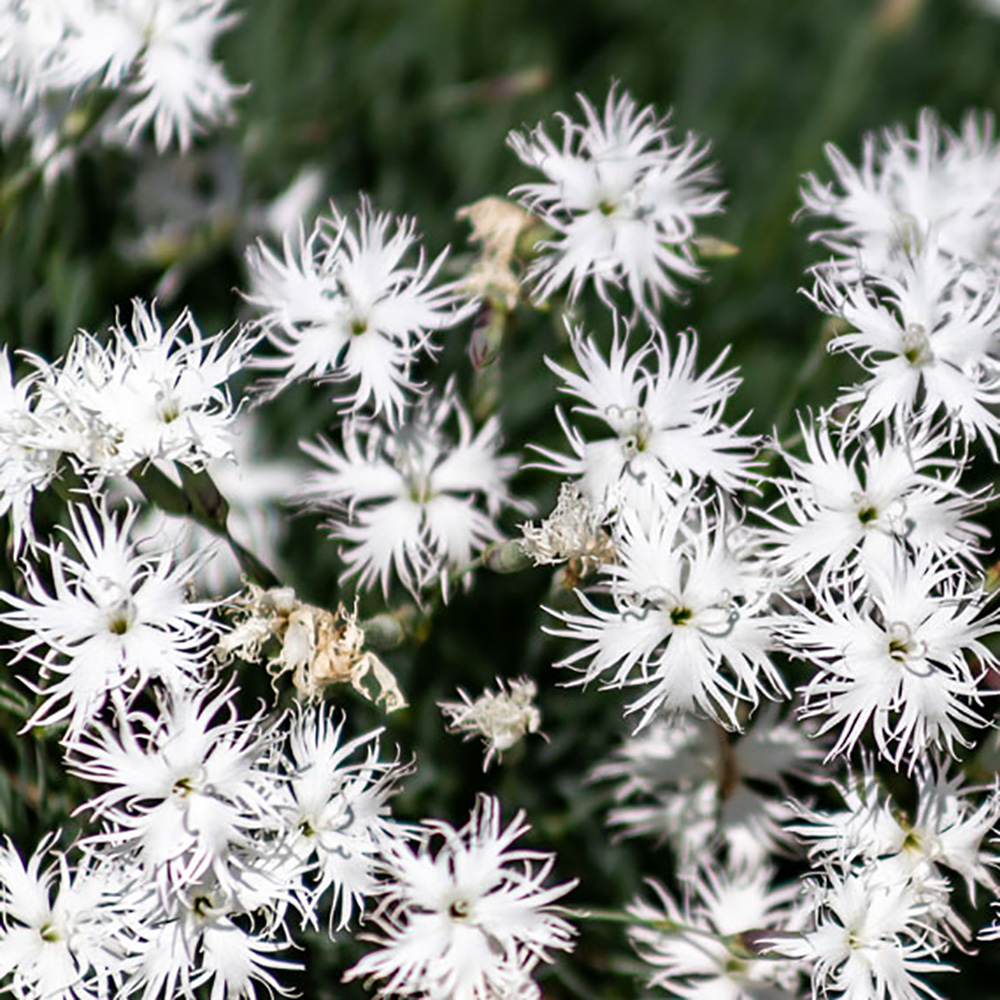 samen-maier-bio-sand-nelke-dianthus-serotinus-topfpflanze image 2