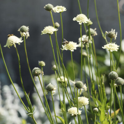 samen-maier-bio-gelbe-skabiose-scabiosa-ochroleuca-topfpflanze image 3