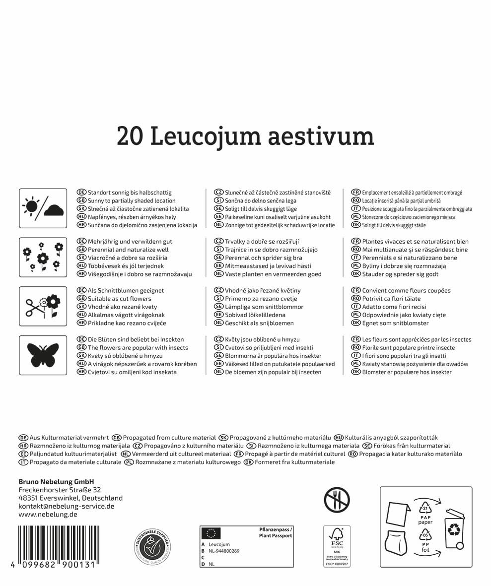 kiepenkerl-sommerknotenblume-leucojum-aestivum-mega-pack-20-pflanzen-wei image 2