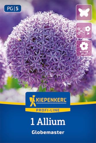 kiepenkerl-profi-line-zierlauch-globemaster-blumenzwiebeln-riesen-allium-lila-bl image 6