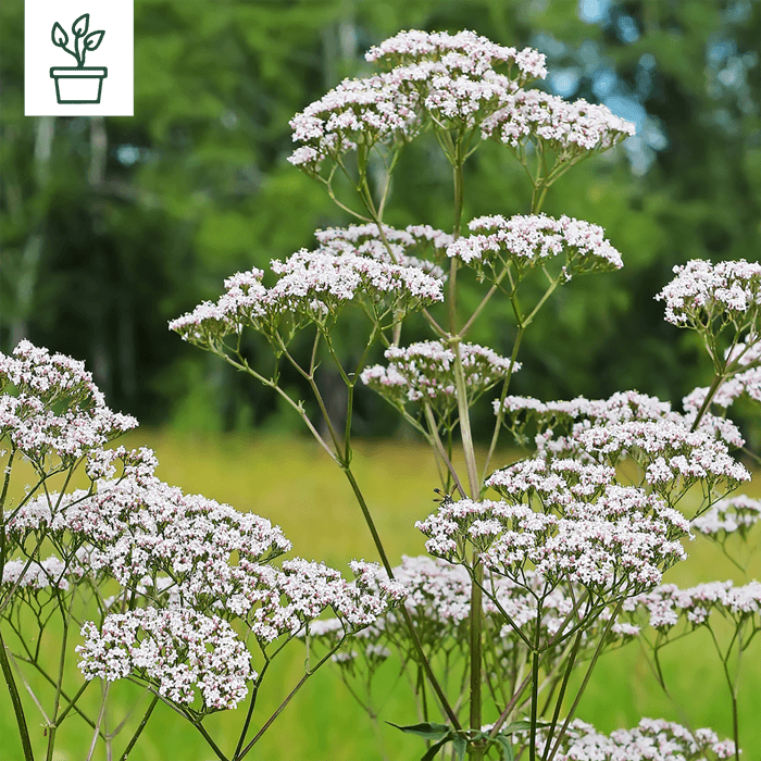 samen-maier-bio-arznei-baldrian-topf-valeriana-officinalis image 1