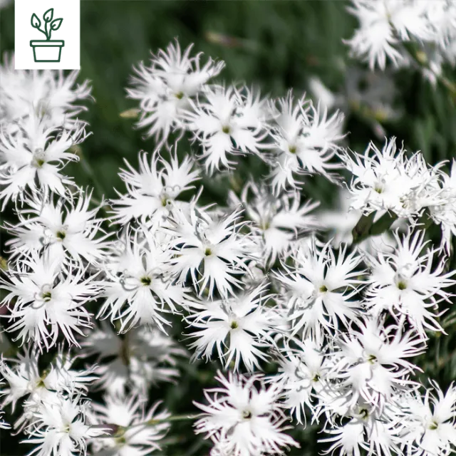 samen-maier-bio-sand-nelke-dianthus-serotinus-topfpflanze image 1