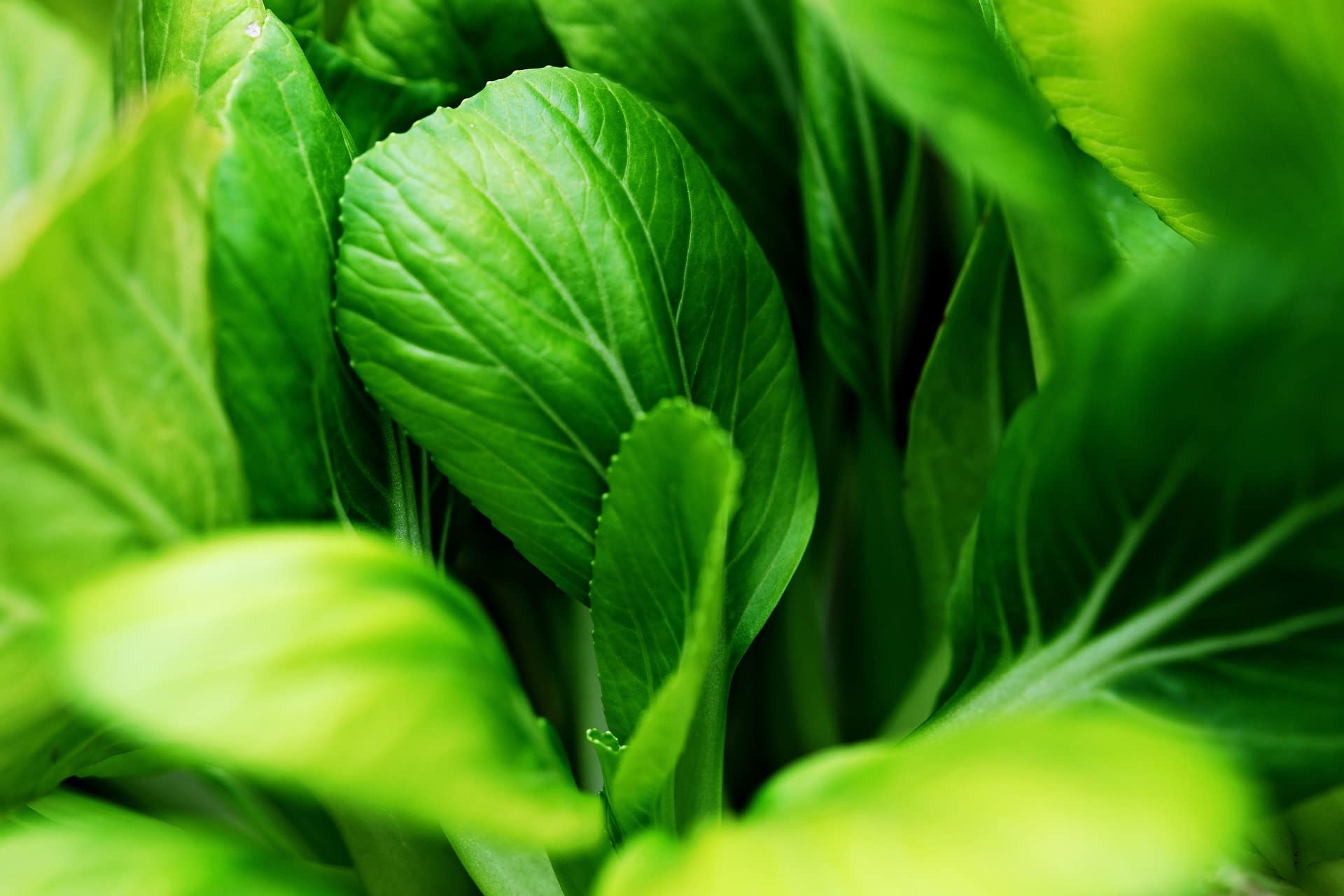 sperli-premium-pak-choi-samen-81173-mini-asia-gem-se image 4