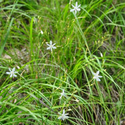 samen-maier-bio-stige-graslilie-anthericum-ramosum-topf image 5