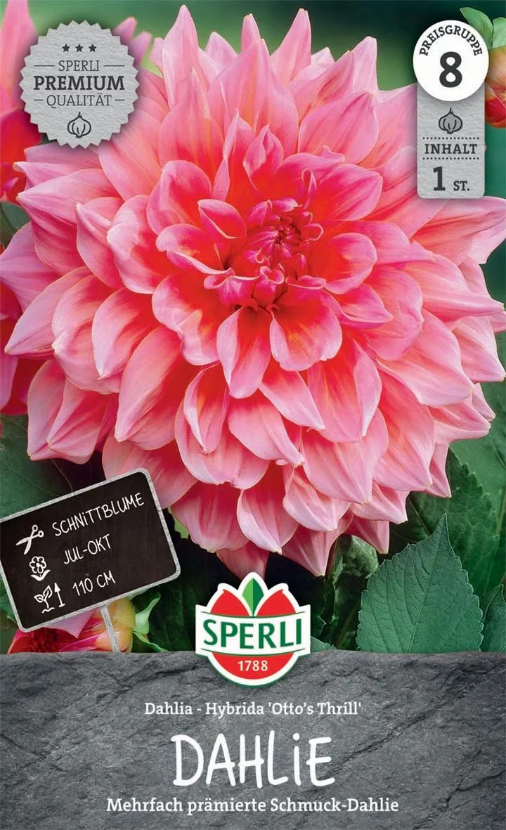 sperli-dahlie-otto-s-thrill-blumenzwiebel-schmuck-dahlie-rosa-gef-llt-ca-110-cm image 1