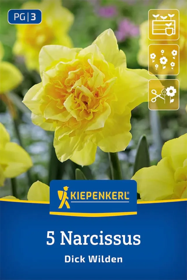 kiepenkerl-narzisse-dick-wilden-blumenzwiebeln image 1