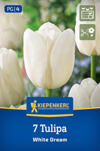 kiepenkerl-triumph-tulpe-white-dream-blumenzwiebeln-wei-45-cm-april-mai image 7