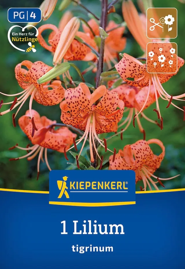 kiepenkerl-tigerlilie-lilium-tigrinum-blumenzwiebeln-rote-gartenlilie-gefleckt image 1