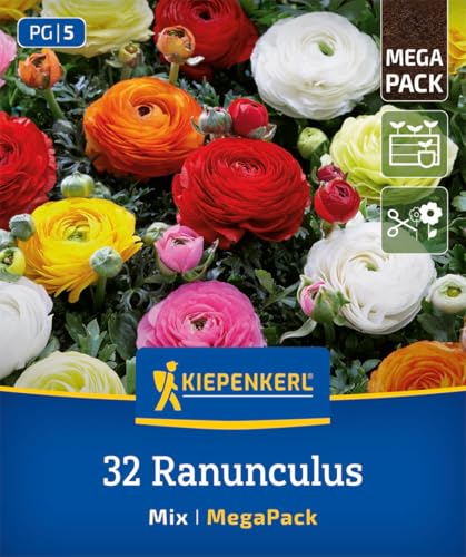 kiepenkerl-mega-pack-ranunkeln-mischung-aviv-mix-2875047-blumenzwiebeln image 7