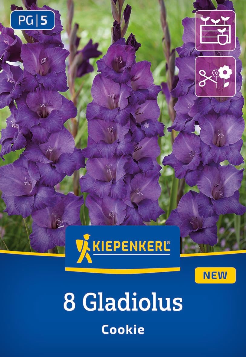 kiepenkerl-gladiole-cookie-3400008-blumenzwiebeln-dunkelviolett-100-cm image 1