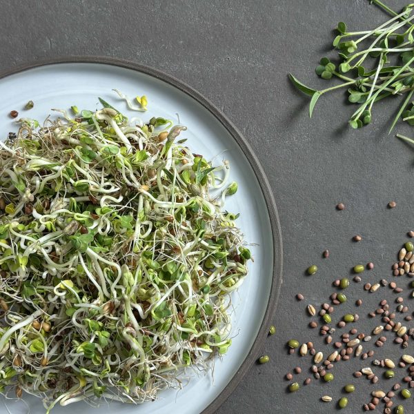 samen-maier-bio-sprossen-fitness-mix-vorteilsmenge-microgreens image 2