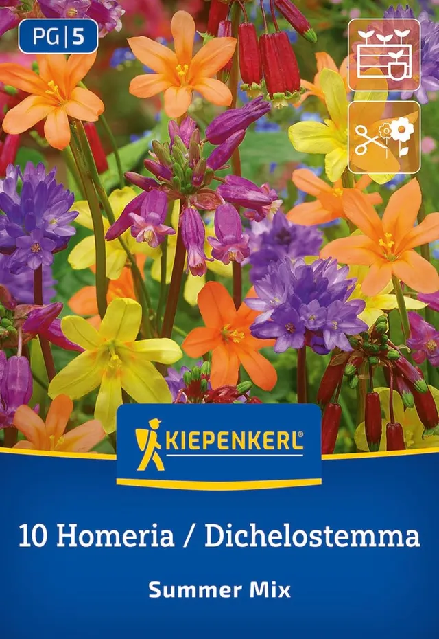 kiepenkerl-summer-mix-dichelostemma-homeria-blumenzwiebeln image 1