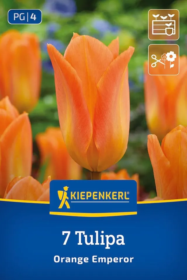kiepenkerl-fosteriana-tulpe-orange-emperor-blumenzwiebeln-orange-35-cm-aprilbl-t image 1