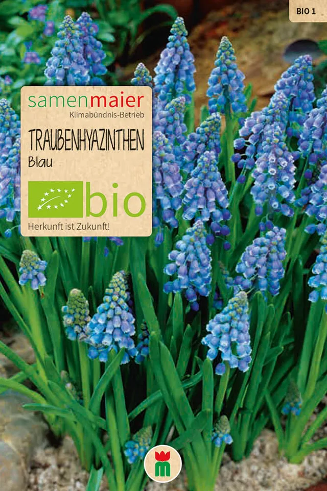 samen-maier-bio-traubenhyazinthen-blau-blumenzwiebeln image 1