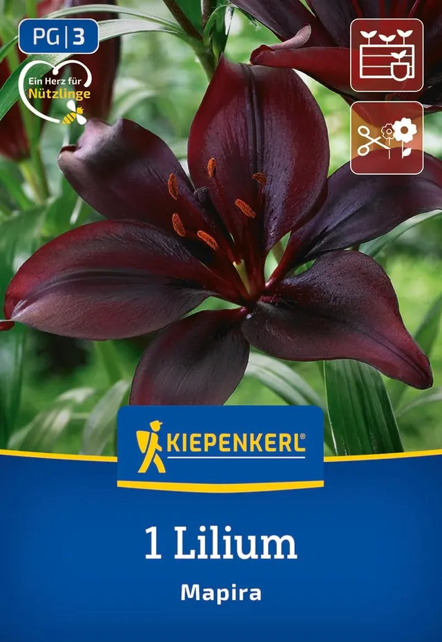 kiepenkerl-asiatische-lilie-mapira-blumenzwiebeln-dunkelviolett-150-cm image 1
