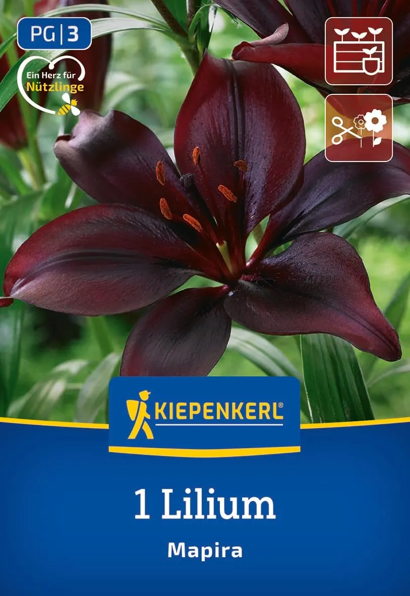 kiepenkerl-asiatische-lilie-mapira-blumenzwiebeln-dunkelviolett-150-cm image 1