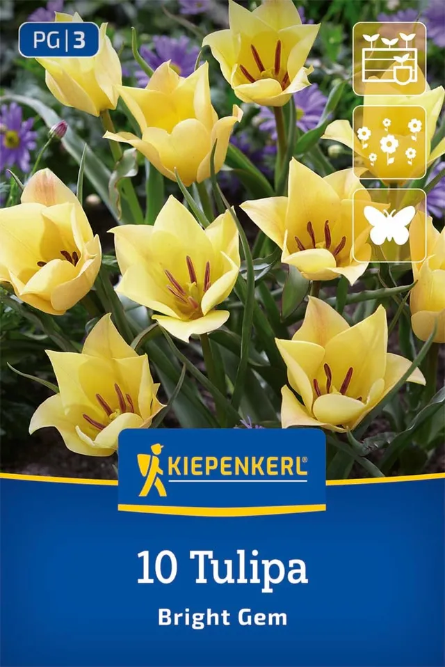 kiepenkerl-wildtulpe-bright-gem-blumenzwiebeln-gelb-orange-winterhart-mehrj-hrig image 1