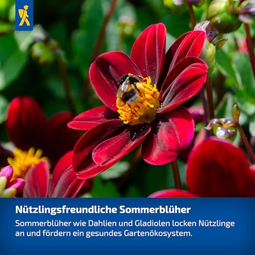 kiepenkerl-beet-k-bel-dahlie-go-go-black-3000013-blumenzwiebeln-dunkelrot-50-60- image 4