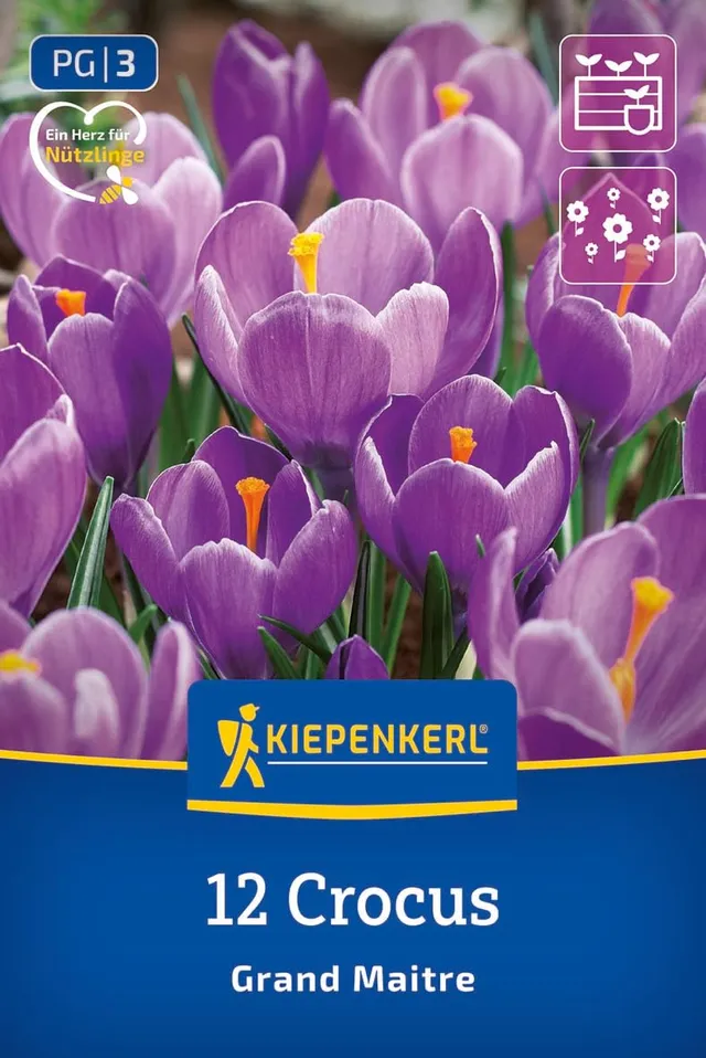 kiepenkerl-gro-blumiger-krokus-grand-maitre-blumenzwiebeln image 1