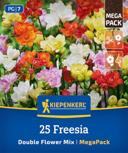 kiepenkerl-mega-pack-freesien-mischung-3825001-gef-llte-duftende-freesien-juni-o image 7