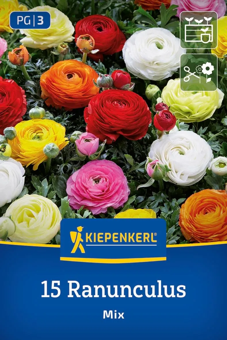 kiepenkerl-ranunkeln-mischung-aviv-mix-blumenzwiebeln image 1