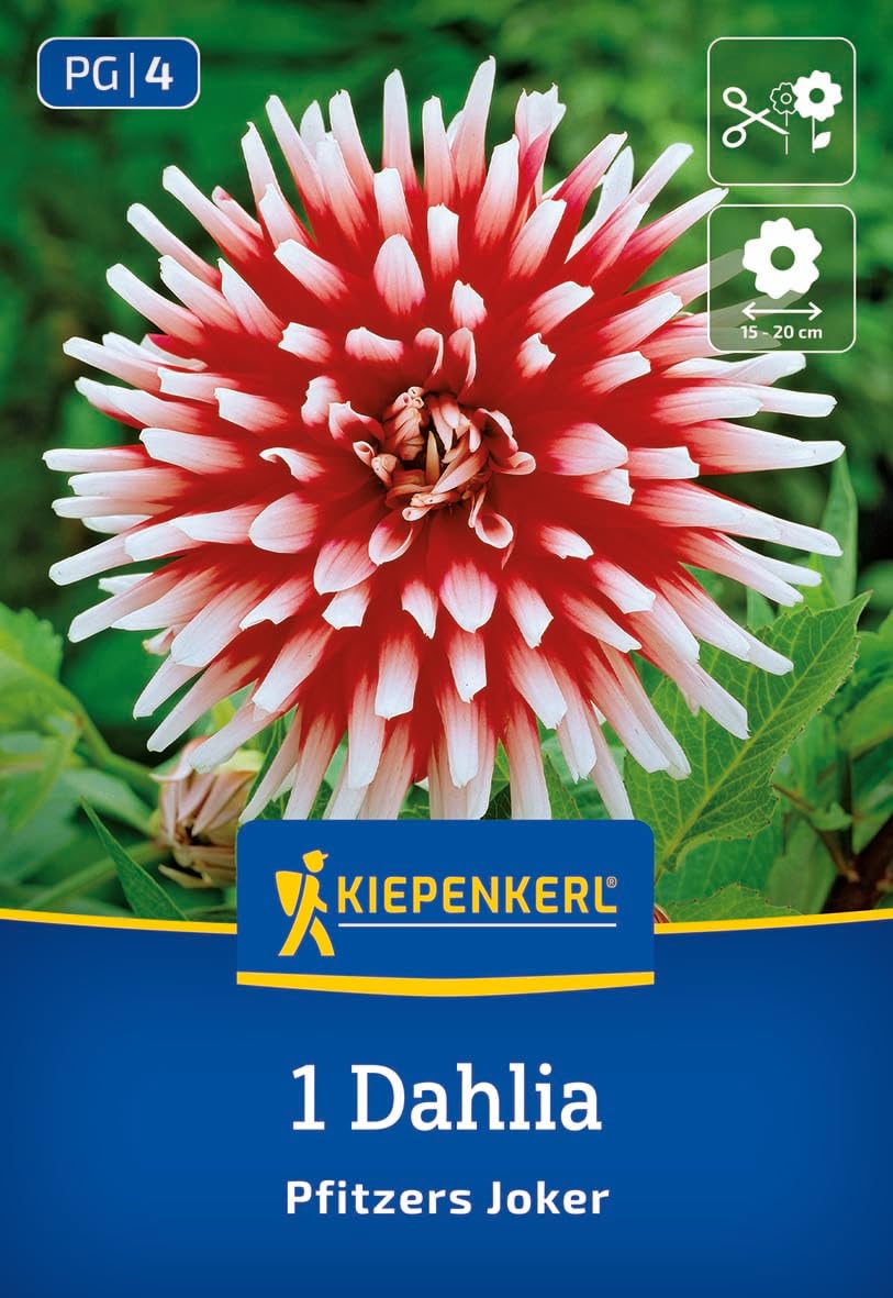 kiepenkerl-kaktus-dahlie-pfitzers-joker-blumenzwiebeln image 1