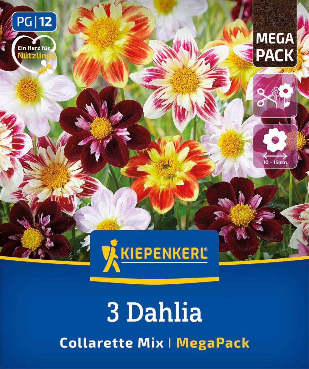kiepenkerl-mega-pack-halskrausen-dahlien-mix-blumenzwiebeln-3-sorten image 1