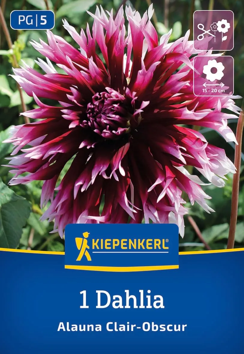 kiepenkerl-splitt-dahlie-alauna-clair-obscure-3000082-blumenzwiebeln-purpur-lila image 1