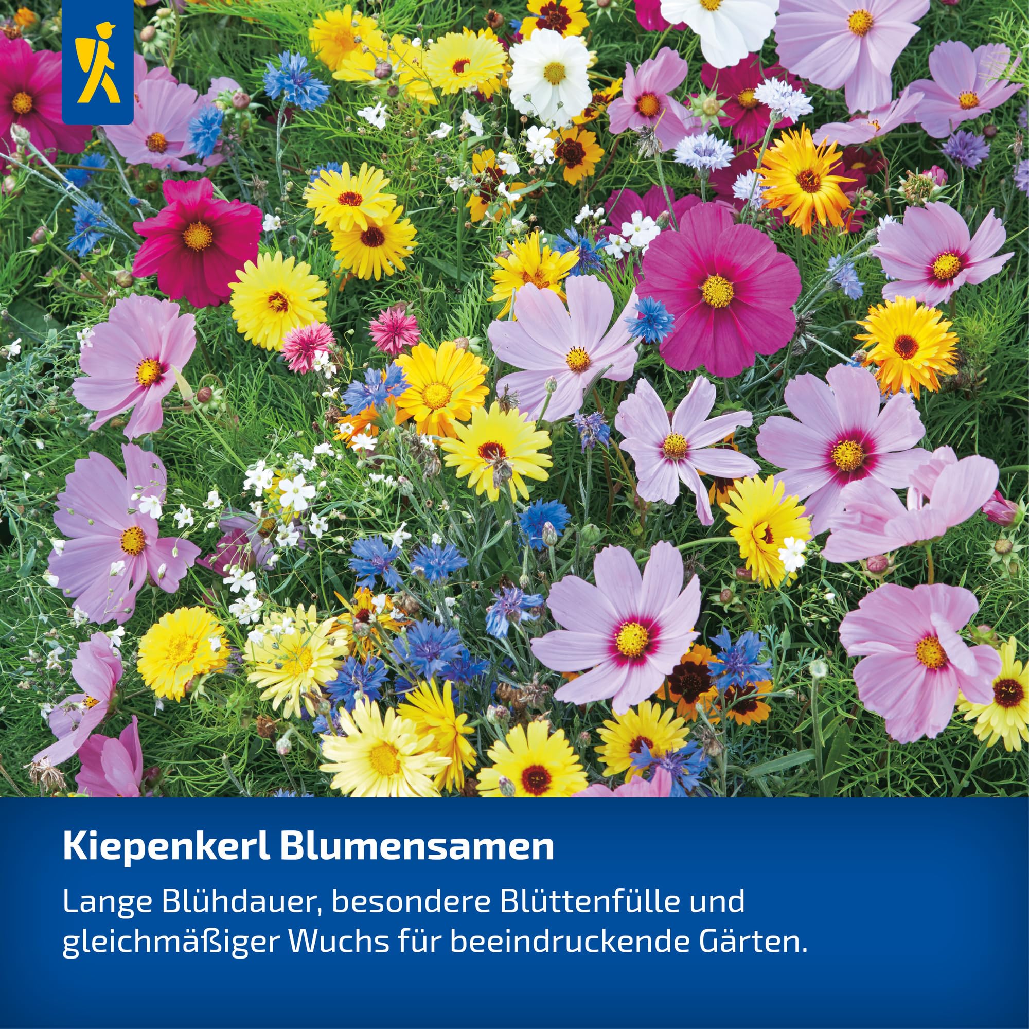 kiepenkerl-blauer-junge-kornblumen-blumensamen image 4