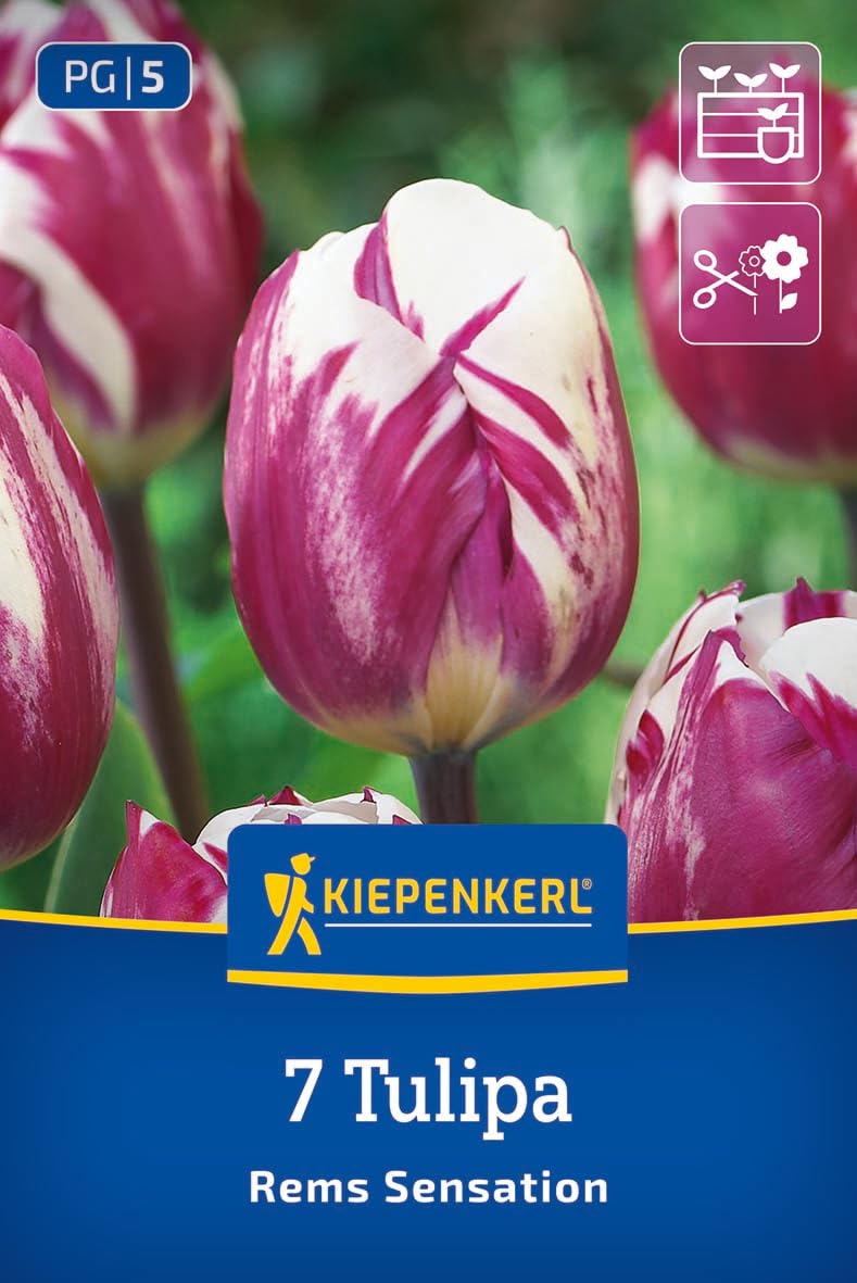 kiepenkerl-triumph-tulpe-rems-sensation-blumenzwiebeln-wei-purpurrot image 1