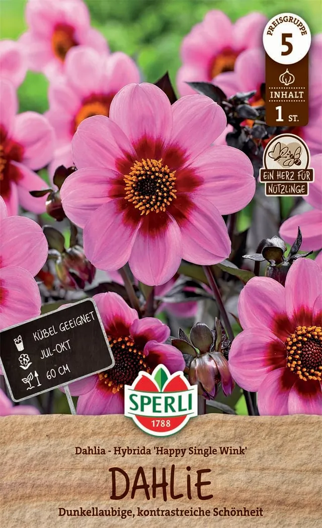 sperli-dahlie-hs-wink-dunkellaubig-60-cm-inhalt-f-r-1-pflanze image 1