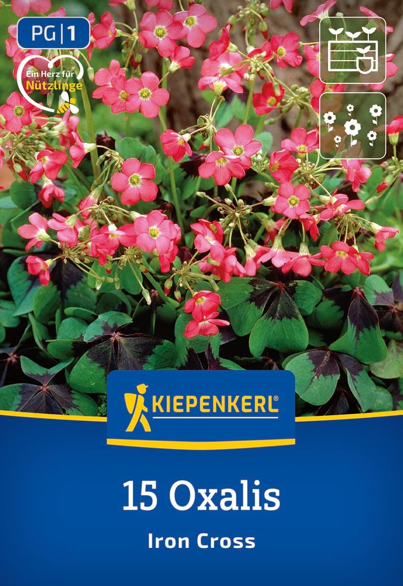 kiepenkerl-gl-cksklee-iron-cross-3675012-blumenzwiebeln image 1