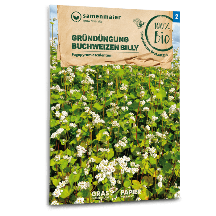 samen-maier-bio-gr-nd-ngung-buchweizen-billy-bodensamen image 1