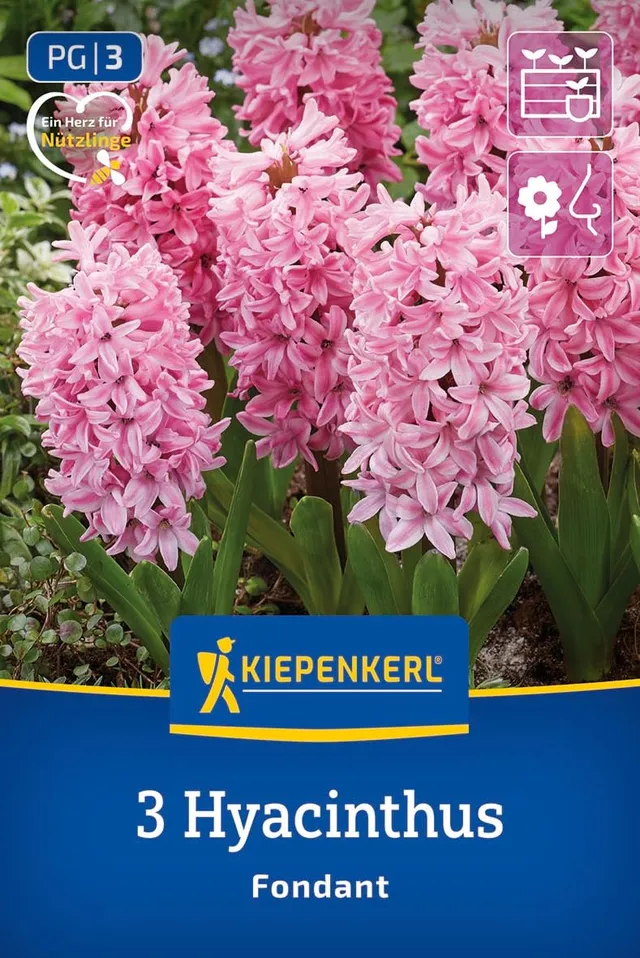 kiepenkerl-hyazinthe-fondant-blumenzwiebeln-rosa-duftend-20-cm-m-rz-april image 1