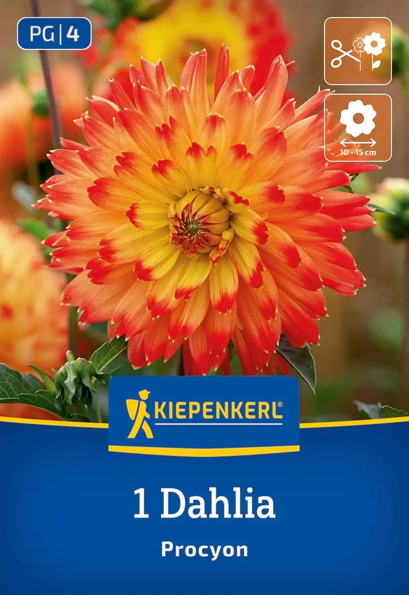 kiepenkerl-dekorative-dahlie-procyon-blumenzwiebeln-gelb-rot-beet-und-vase image 1