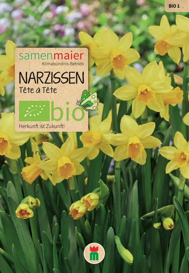 samen-maier-bio-narzissen-t-te-t-te-blumenzwiebeln image 1