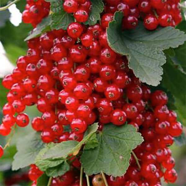 samen-maier-bio-rote-johannisbeere-rovada-beerenpflanze image 1