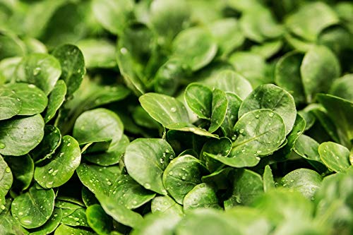 sperli-premium-feldsalat-vollhart-3-samen-82668 image 8