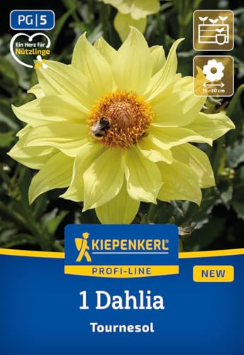 kiepenkerl-profi-line-einfachbl-hende-dahlie-tournesol-blumenzwiebeln image 7