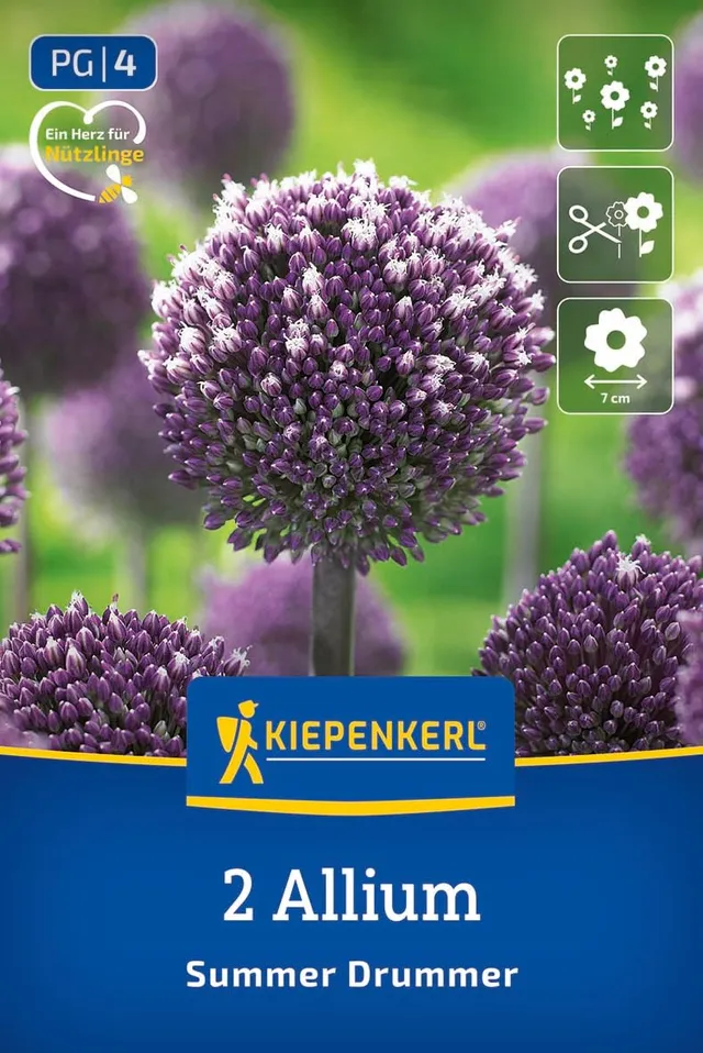 kiepenkerl-profi-line-zierlauch-summer-drummer-alliumzwiebeln-150-cm-purpur-wei image 1