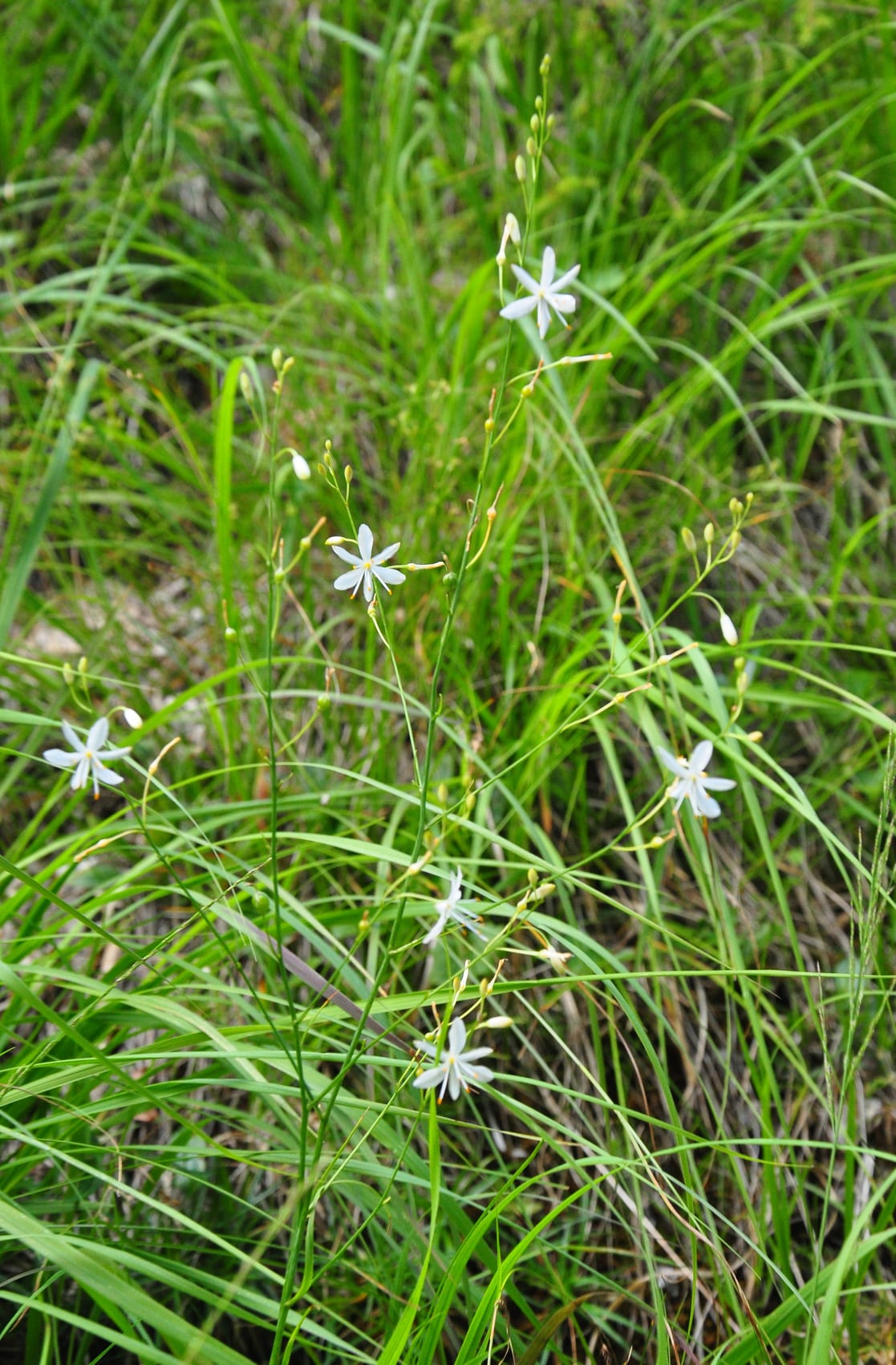 samen-maier-bio-stige-graslilie-anthericum-ramosum-topf image 2