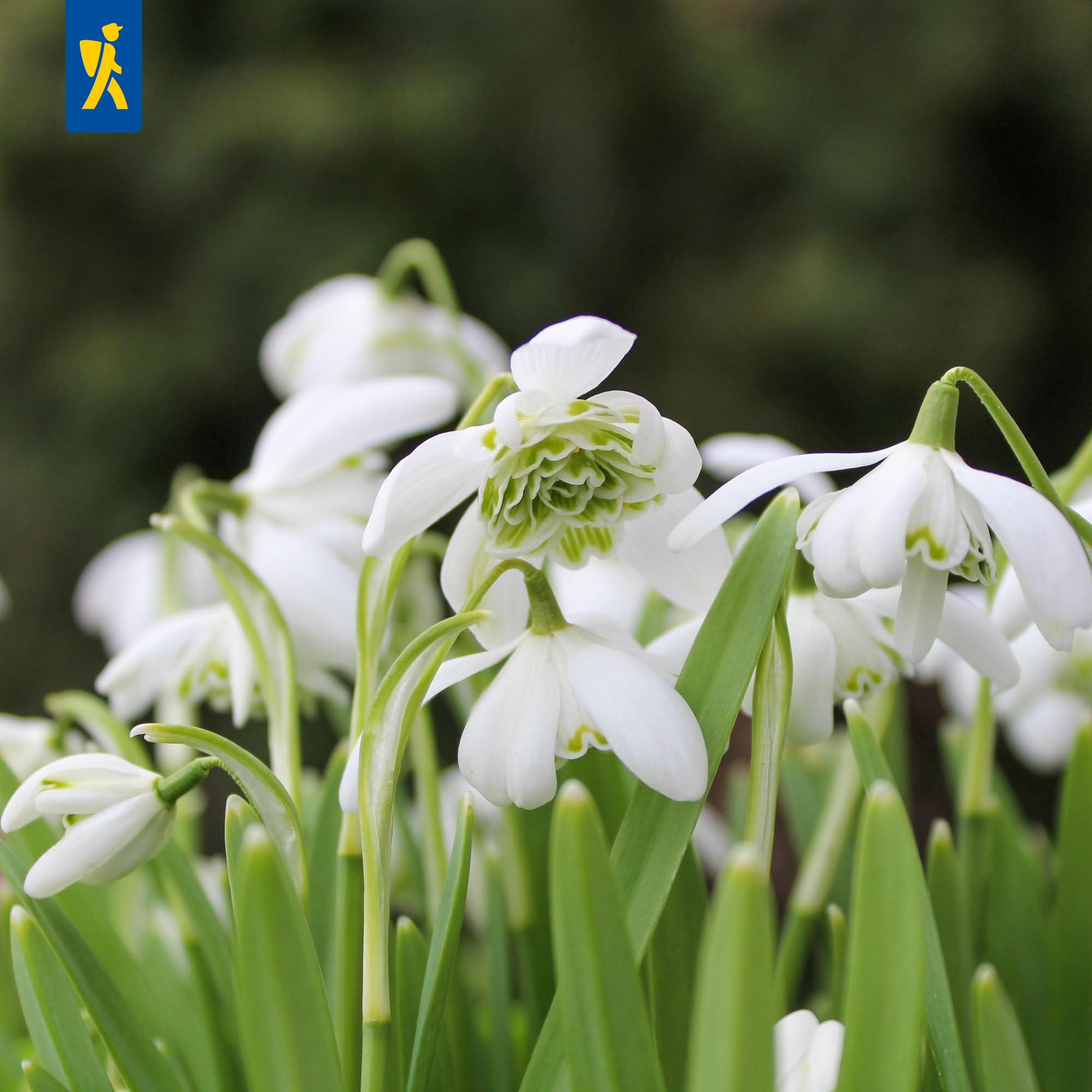 kiepenkerl-schneegl-ckchen-hippolyta-2000060-mega-pack-gef-llte-wei-e-blumenzwie image 3