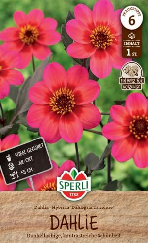 sperli-dahlie-dahlegria-tricolore-blumenzwiebeln-gelb-rot-purpur image 3